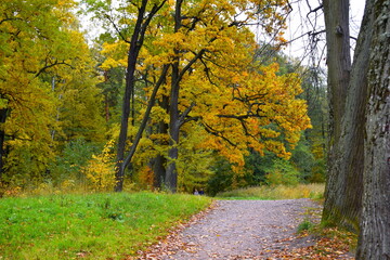 Obraz premium autumn in the park