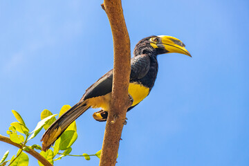 Great Indian Hornbill bird yellow beak Koh Phayam Ranong Thailand.