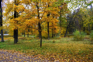 Obraz premium autumn in the park