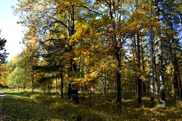 Fototapeta premium autumn in the park