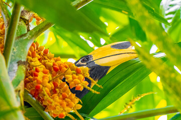 Great Indian Hornbill bird yellow beak Koh Phayam Ranong Thailand. © Arkadi