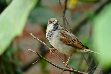closeup the small brown black sparrows sitting on the tree over out of focus green brown background.