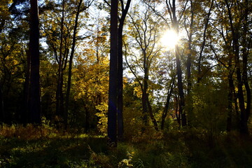 Fototapeta premium sun in the forest