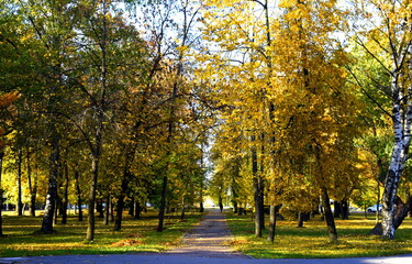 Naklejka premium autumn in the park