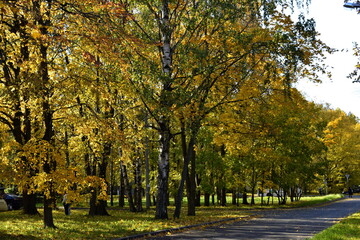 autumn in the park