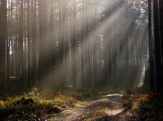 Obraz premium Misty rays of sun lit in the middle of the forest.