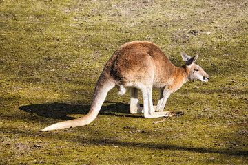 Naklejka na ściany i meble red kangaroo from the berlin zoo