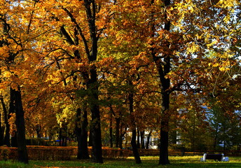 autumn trees in park