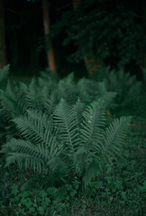 Fototapeta na wymiar Fern bushes in the rainforest. Leaves of fern in the woods.