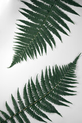 Two fern leaves top view on the isolated background. Natural leaves of fern on the white table