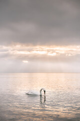 Fototapeta premium Swan swims against dramatic sunset on the sea.