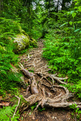 Wanderweg mit Baumwurzeln im Wald