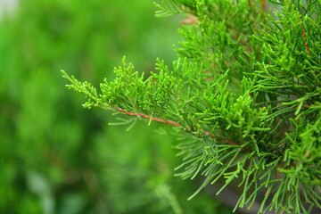 spruce branch on a green grass background