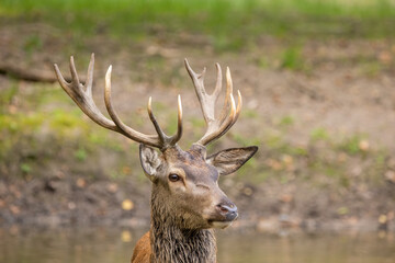 Red deer in a forest during rutting season.