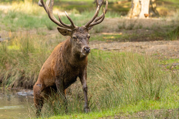 Red deer standing in a pond in a forest during rutting season at a cloudy day in autumn.
