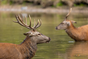 Red deer standing in a pond in a forest during rutting season at a cloudy day in autumn.