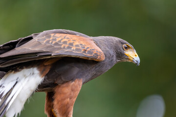 Portrait of a desert buzzard at a sunny day in summer.