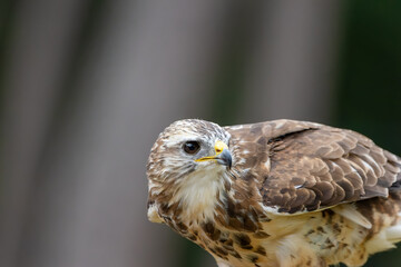 A portrait of a common buzzard at a sunny day in summer.