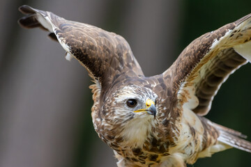 A portrait of a common buzzard at a sunny day in summer.