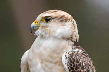 A portrait of a common buzzard at a sunny day in summer.