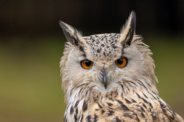 A portrait of an eagle owl next to a forest at a cloudy day in autumn.