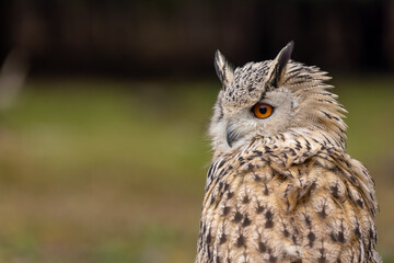 A portrait of an eagle owl next to a forest at a cloudy day in autumn.