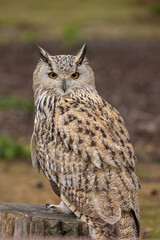A portrait of an eagle owl next to a forest at a cloudy day in autumn.
