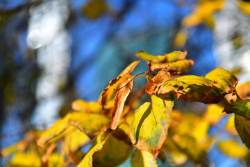 golden autumn birch leaves in the blue sky