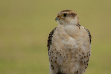 A portrait of a young saker falcon at a sunny day in summer.