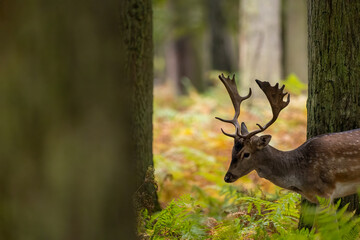 A male fallow deer walking through a forest at a cloudy day in autumn in Hesse, Germany.
