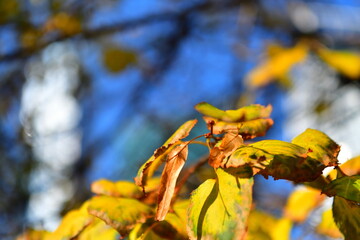 golden autumn birch leaves in the blue sky
