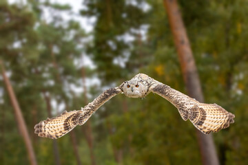 An eagle owl flying over a meadow next to a forest at a cloudy day in autumn.