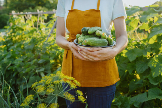 a European woman in an orange apron is harvesting cucumbers and peas in her garden. a woman gardener or farmer waters and takes care of vegetables and fruits on her farm. grow cucumbers tomatoes and