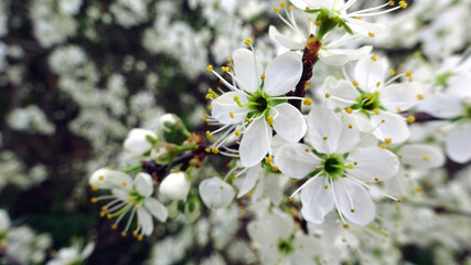 Kwiaty wiosenne -czereśnia kwitnąca.  - obrazy, fototapety, plakaty