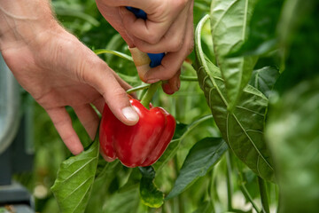 Male hand picking ripe red bell pepper in a greenhouse. High quality photo