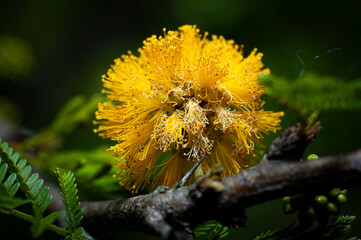 hoja, flor, hormiga, abeja, mosca, amarillo, azul, verde, celeste, colores, fauna, naturaleza, paisaje ecología, primavera 