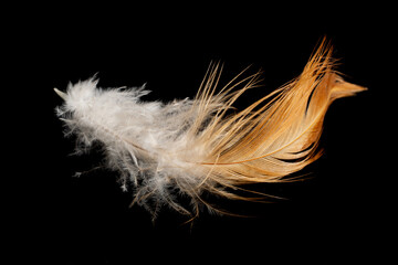 brown and white hen feather on black isolated background