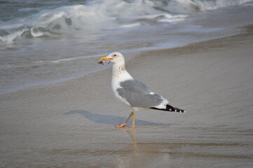 魚を咥えたカモメ