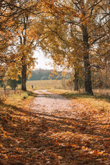 autumn leaves in the wind