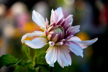elegant and pretty dahlia at garden in the morning