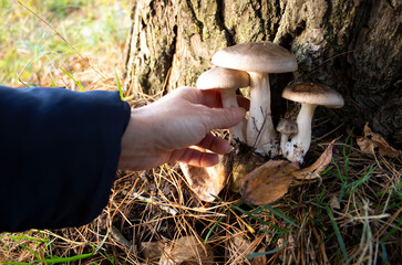 A girl collects mushrooms in the forest.A family of mushrooms, a mycelium in the hands.Search for a mushroom harvest.Hiking in nature for mushrooms.Mushrooms growing under a tree.