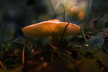 Grzyby w naturalnym środowisku podświetlone w trawie © Robert
