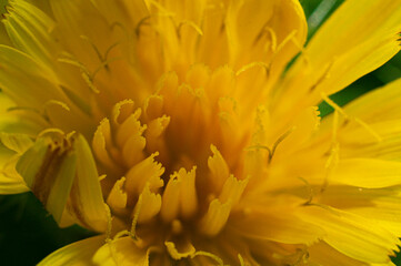 Fototapeta premium hoja, flor, hormiga, abeja, mosca, amarillo, azul, verde, celeste, colores, fauna, naturaleza, paisaje ecología