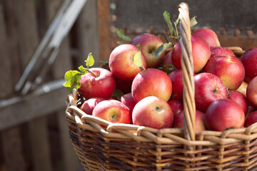 juicy apples in a basket  on an old retro chair in the garden