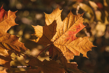 autumn leaves in the wind