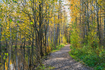 Fototapeta na wymiar A winding path in the autumn forest.