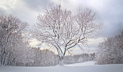 Fototapeta na wymiar snowy tree after winter storm, snow covered woodland on frozen cloudy day