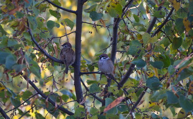 two sparrows are sitting on a linden tree