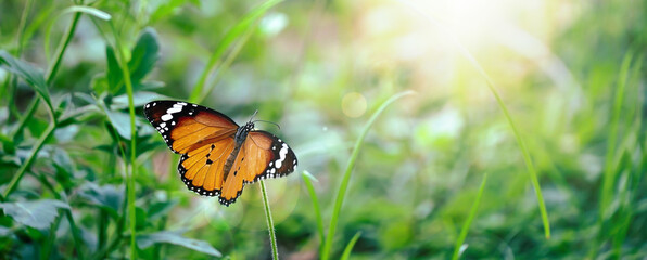 Fototapeta na wymiar butterfly on flower and sunshine , nature panoramic view. Summer natural landscape with copy space. 