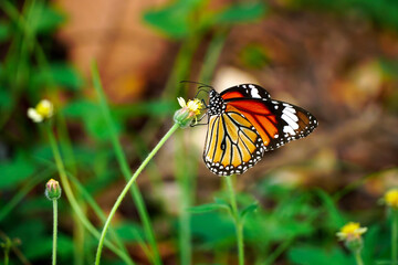 Closeup monarch butterfly pollinating flowers.